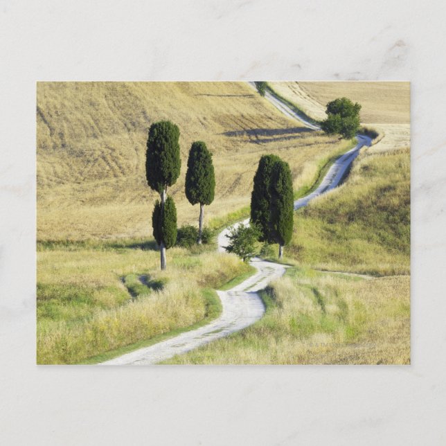 Cartão Postal Italia, Toscânia, Pienza, d'Orcia de Val, Cypress (Frente)