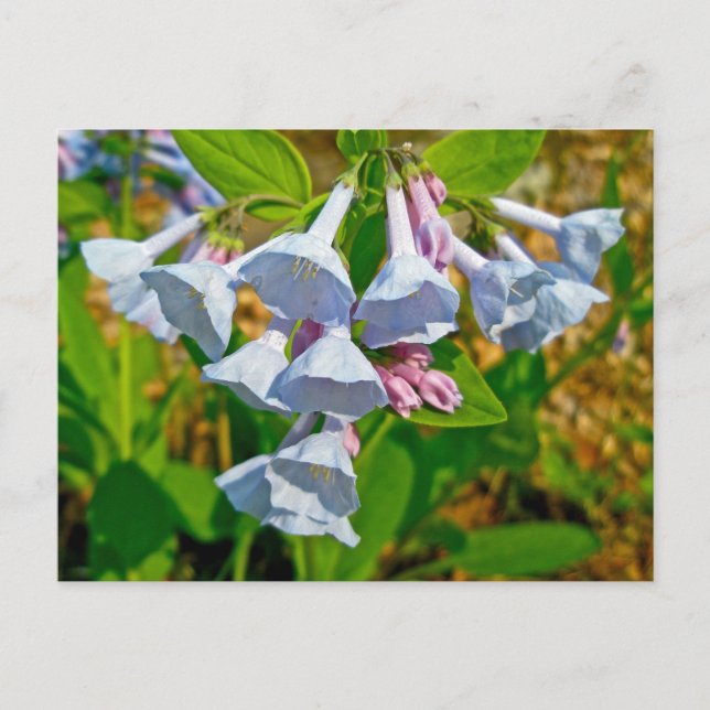 Cartão Postal Itens Coordenados de Virginia Bluebells (Frente)