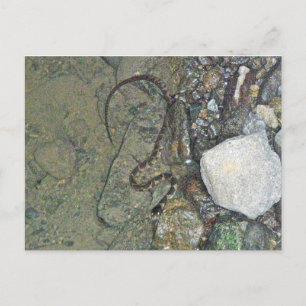 Cartão Postal Itens de Cobra de água de Norte de bebê (Nerodia s