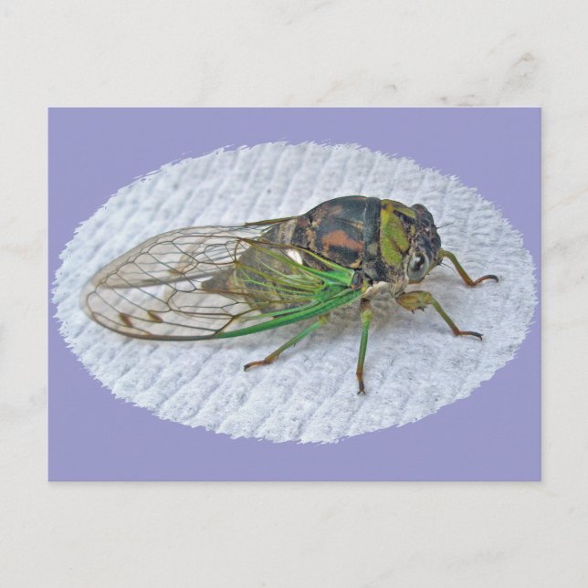 Cartão Postal Itens de Coordenação Anual da Cicada (Frente)