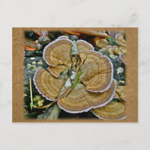 Cartão Postal Itens de Coordenação de Fungos de Borda Púrpura