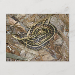 Cartão Postal Itens de Coordenação de Jovem Cobra-de-jararaca Or