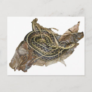 Cartão Postal Itens de Coordenação do Cobra de Jardim do Jovem