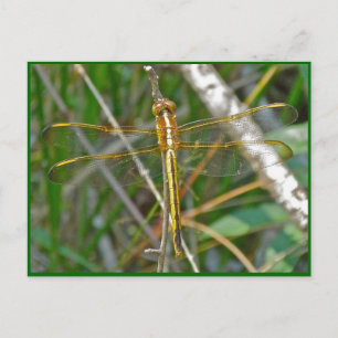 Cartão Postal Itens de Dragonfly Meadowhawk (Sympetrum) do ouro