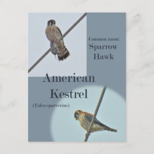Cartão Postal Itens do Kestrel Americano (Falco sparverius)