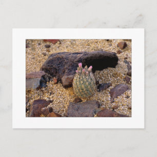 Cartão Postal "Itty Bitty Barrel Catus"