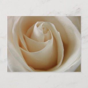 Cartão Postal Ivory White Rose Flower