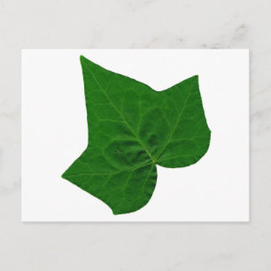 Cartão Postal Ivy