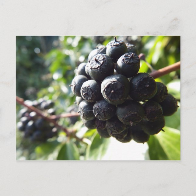 Cartão postal Ivy Berries (Frente)
