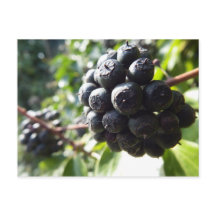 Cartão postal Ivy Berries