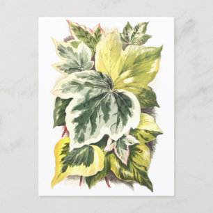 Cartão Postal Ivy Deixa Ilustração Botânica Vintage