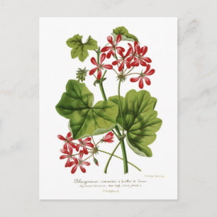 Cartão Postal Ivy-leaf Geranium