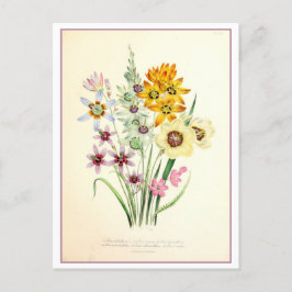 Cartão Postal Ixia Botânica Illustration Vintage