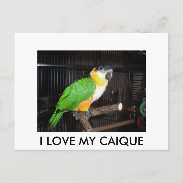 CARTÃO POSTAL J LOVE MY CAIQUE (Frente)