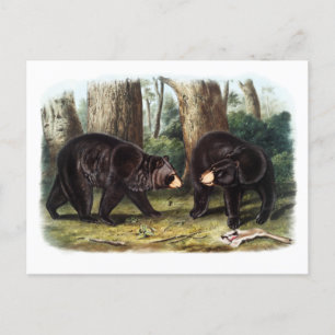 Cartão Postal J.W. Audubon - Ursus Americanus Black Bear