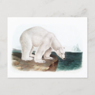 Cartão Postal J.W. Audubon - Ursus Maritimus Polar Bear