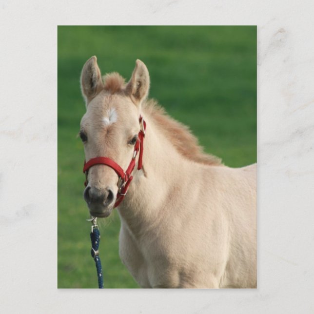 Cartão Postal Jac (Frente)