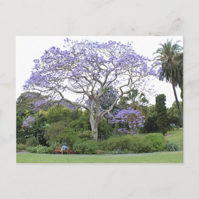 Cartão Postal Jacaranda Tree (Frente)