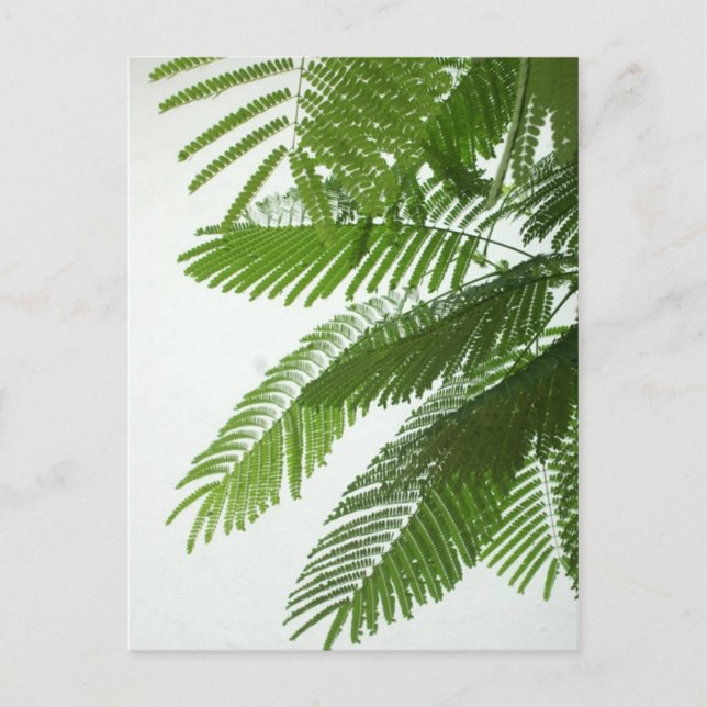 Cartão Postal Jacaranda Tree Folhas (Frente)