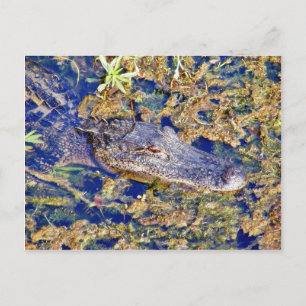 Cartão Postal Jacaré Aligátores Pântanos