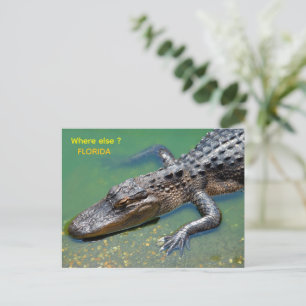 Cartão Postal Jacaré na Flórida