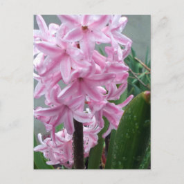 Cartão Postal Jacinto Flor Rosa Alegre Depois da Chuva de Primav