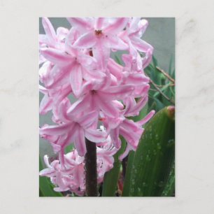 Cartão Postal Jacinto Flor Rosa Alegre Depois da Chuva de Primav