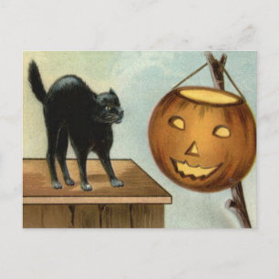 Cartão Postal Jack O' Lanterna Black Cat Pumpkin