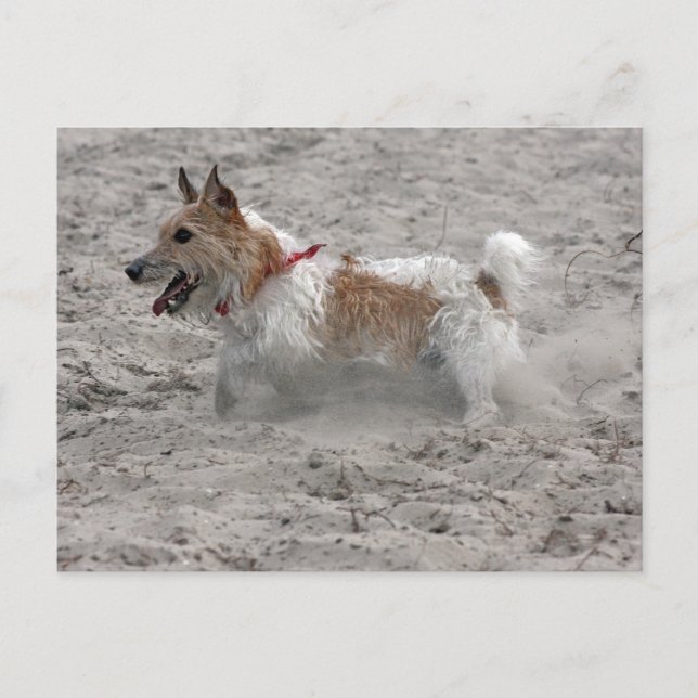 Cartão Postal jack russel terrier (Frente)