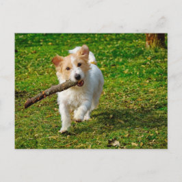 Cartão Postal Jack Russel Terrier cão com foto de pau