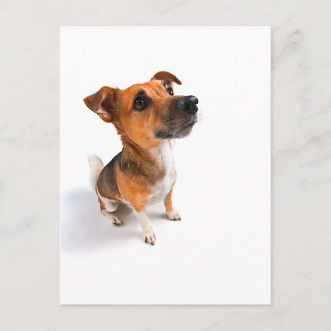 Cartão Postal Jack Russell (Frente)