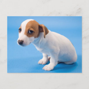Cartão Postal Jack Russell Puppy