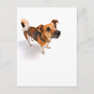 Cartão Postal Jack Russell terrier