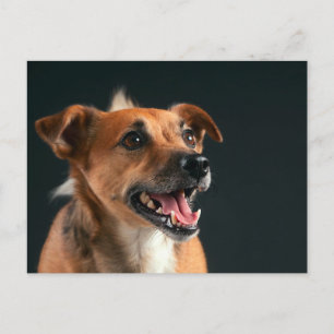 Cartão Postal Jack Russell terrier