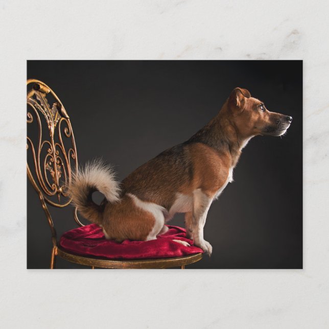 Cartão Postal Jack Russell terrier (Frente)