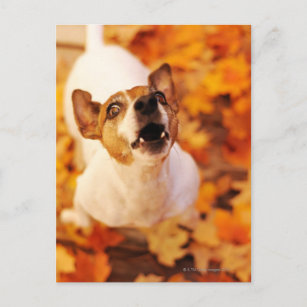 Cartão Postal Jack Russell Terrier latindo e saltando, outono