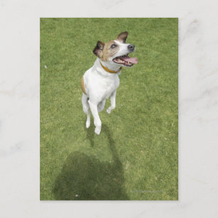 Cartão Postal Jack Russell terrier saltando, vista elevada