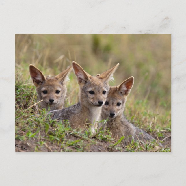 Cartão Postal Jackal Pups (Frente)