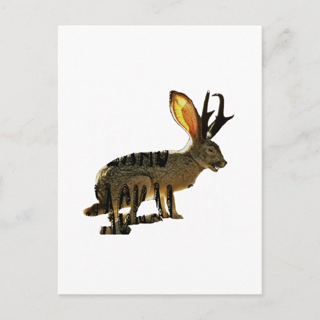 Cartão Postal Jackalope (Frente)