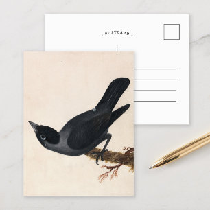 Cartão Postal Jackdaw   William Lewin