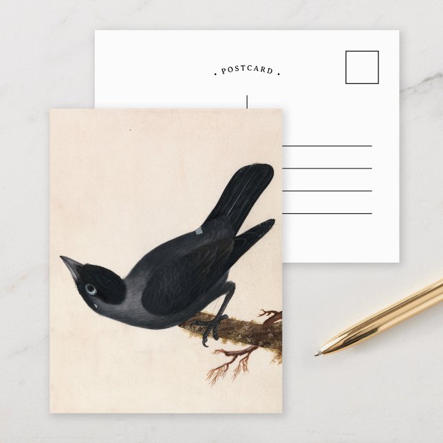 Cartão Postal Jackdaw | William Lewin (Criador carregado)