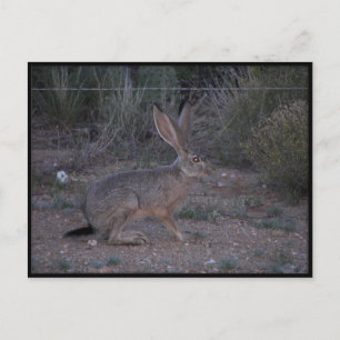 Cartão Postal Jackrabbit