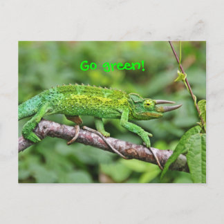 Cartão Postal Jacksons Chameleon