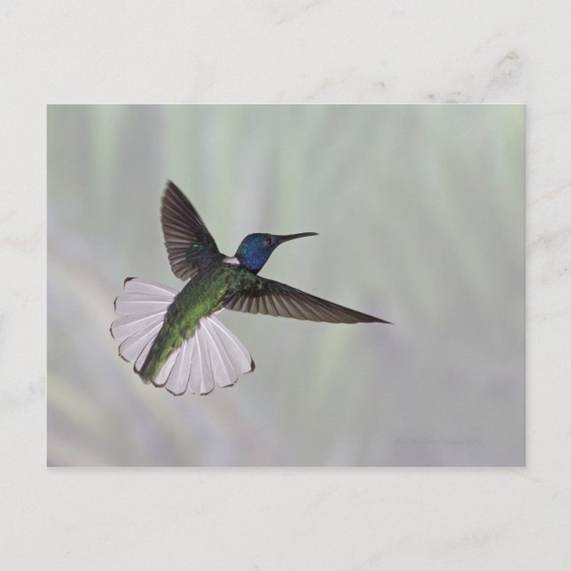 Cartão Postal Jacobin Florisuga melivora Costa 2, de pescoço bra (Frente)