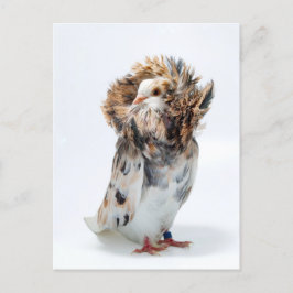 Cartão Postal Jacobin Pigeon