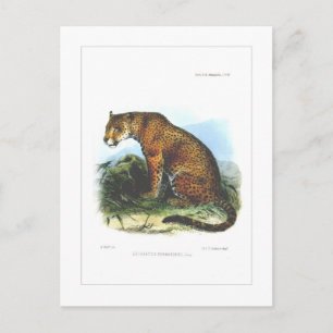 Cartão Postal Jaguar