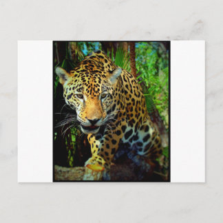 Cartão Postal Jaguar
