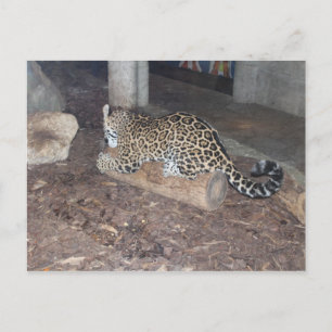 Cartão Postal Jaguar # 25