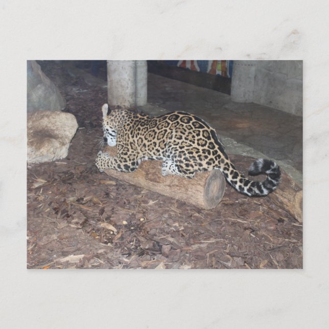 Cartão Postal Jaguar # 25 (Frente)