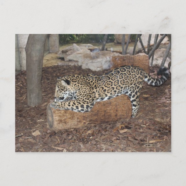 Cartão Postal Jaguar # 9 (Frente)